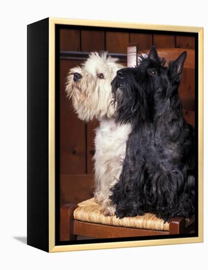 Domestic Dogs, West Highland Terrier / Westie Sitting on a Chair with a Black Scottish Terrier-Adriano Bacchella-Framed Premier Image Canvas