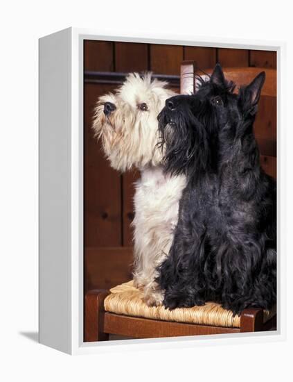 Domestic Dogs, West Highland Terrier / Westie Sitting on a Chair with a Black Scottish Terrier-Adriano Bacchella-Framed Premier Image Canvas