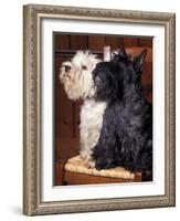 Domestic Dogs, West Highland Terrier / Westie Sitting on a Chair with a Black Scottish Terrier-Adriano Bacchella-Framed Photographic Print