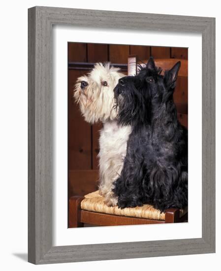 Domestic Dogs, West Highland Terrier / Westie Sitting on a Chair with a Black Scottish Terrier-Adriano Bacchella-Framed Photographic Print