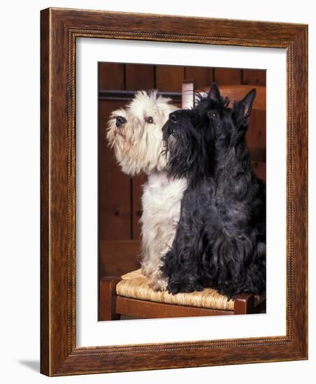 Domestic Dogs, West Highland Terrier / Westie Sitting on a Chair with a Black Scottish Terrier-Adriano Bacchella-Framed Photographic Print