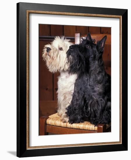 Domestic Dogs, West Highland Terrier / Westie Sitting on a Chair with a Black Scottish Terrier-Adriano Bacchella-Framed Photographic Print