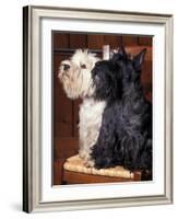 Domestic Dogs, West Highland Terrier / Westie Sitting on a Chair with a Black Scottish Terrier-Adriano Bacchella-Framed Photographic Print