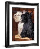 Domestic Dogs, West Highland Terrier / Westie Sitting on a Chair with a Black Scottish Terrier-Adriano Bacchella-Framed Photographic Print