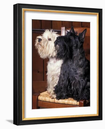 Domestic Dogs, West Highland Terrier / Westie Sitting on a Chair with a Black Scottish Terrier-Adriano Bacchella-Framed Photographic Print