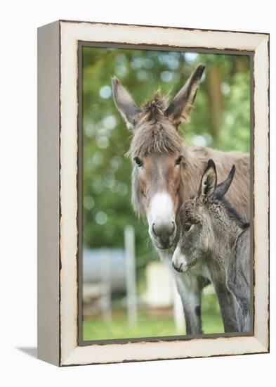 Domestic Donkey, Equus Asinus Asinus, Mare, Foal, Portrait, Head-On, Looking into Camera-David & Micha Sheldon-Framed Premier Image Canvas