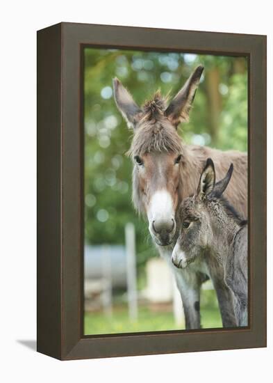 Domestic Donkey, Equus Asinus Asinus, Mare, Foal, Portrait, Head-On, Looking into Camera-David & Micha Sheldon-Framed Premier Image Canvas