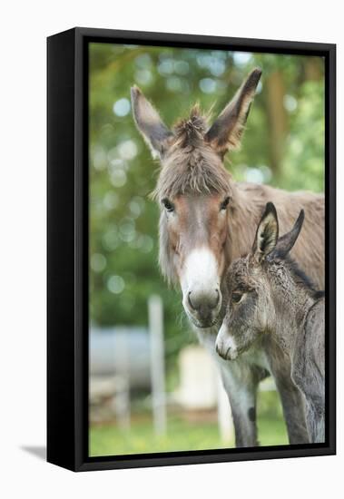 Domestic Donkey, Equus Asinus Asinus, Mare, Foal, Portrait, Head-On, Looking into Camera-David & Micha Sheldon-Framed Premier Image Canvas