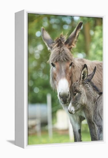 Domestic Donkey, Equus Asinus Asinus, Mare, Foal, Portrait, Head-On, Looking into Camera-David & Micha Sheldon-Framed Premier Image Canvas