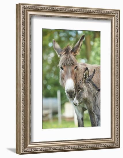 Domestic Donkey, Equus Asinus Asinus, Mare, Foal, Portrait, Head-On, Looking into Camera-David & Micha Sheldon-Framed Photographic Print