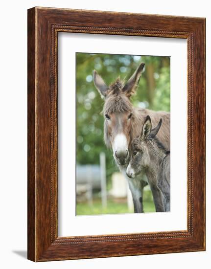 Domestic Donkey, Equus Asinus Asinus, Mare, Foal, Portrait, Head-On, Looking into Camera-David & Micha Sheldon-Framed Photographic Print