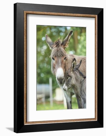 Domestic Donkey, Equus Asinus Asinus, Mare, Foal, Portrait, Head-On, Looking into Camera-David & Micha Sheldon-Framed Photographic Print