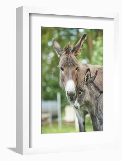 Domestic Donkey, Equus Asinus Asinus, Mare, Foal, Portrait, Head-On, Looking into Camera-David & Micha Sheldon-Framed Photographic Print