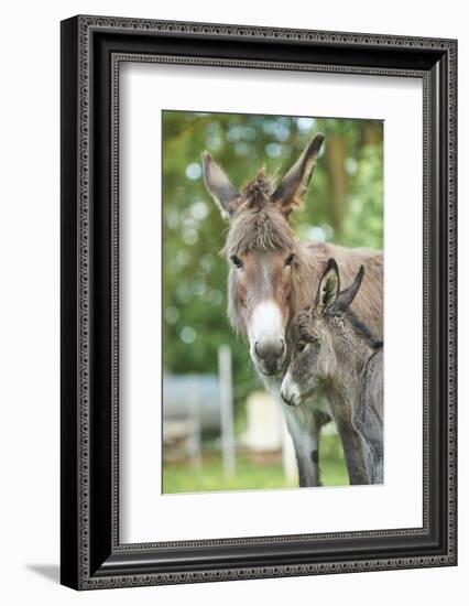 Domestic Donkey, Equus Asinus Asinus, Mare, Foal, Portrait, Head-On, Looking into Camera-David & Micha Sheldon-Framed Photographic Print