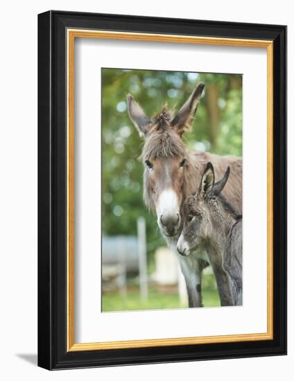 Domestic Donkey, Equus Asinus Asinus, Mare, Foal, Portrait, Head-On, Looking into Camera-David & Micha Sheldon-Framed Photographic Print