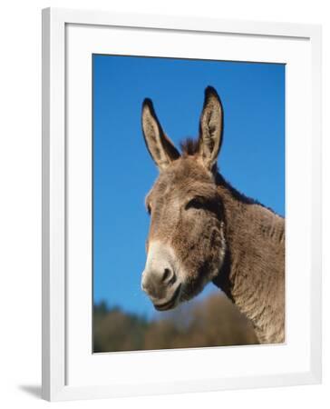 'domestic donkey head portrait europe' photographic print