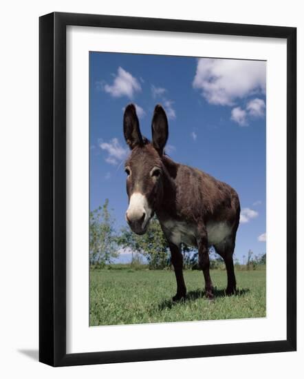 Domestic Donkey, Wisconsin, USA-Lynn M. Stone-Framed Photographic Print
