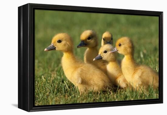 Domestic Ducklings X Five in Grass-null-Framed Premier Image Canvas