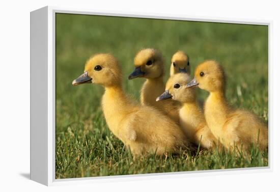 Domestic Ducklings X Five in Grass-null-Framed Premier Image Canvas