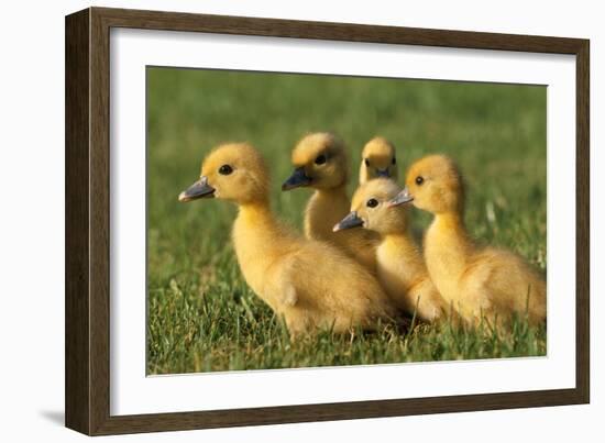 Domestic Ducklings X Five in Grass-null-Framed Photographic Print