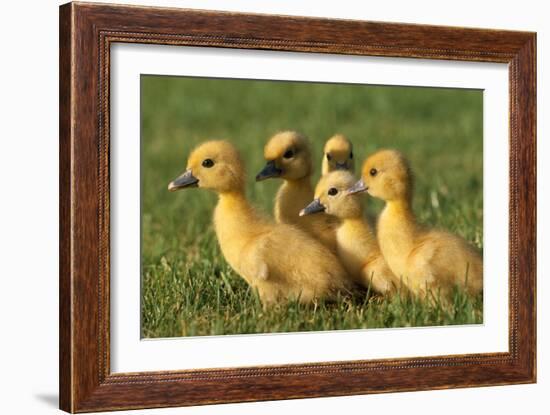 Domestic Ducklings X Five in Grass-null-Framed Photographic Print