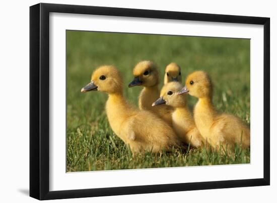 Domestic Ducklings X Five in Grass-null-Framed Photographic Print