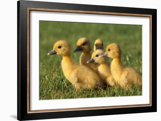 Domestic Ducklings X Five in Grass-null-Framed Photographic Print