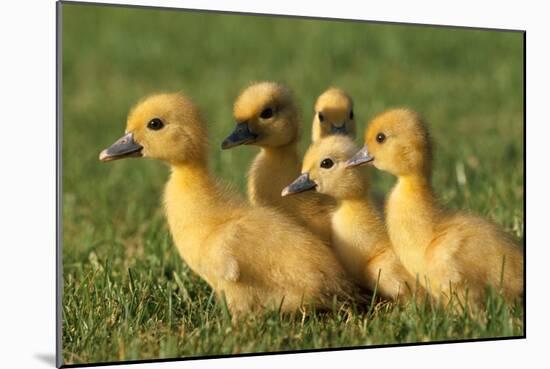 Domestic Ducklings X Five in Grass-null-Mounted Photographic Print