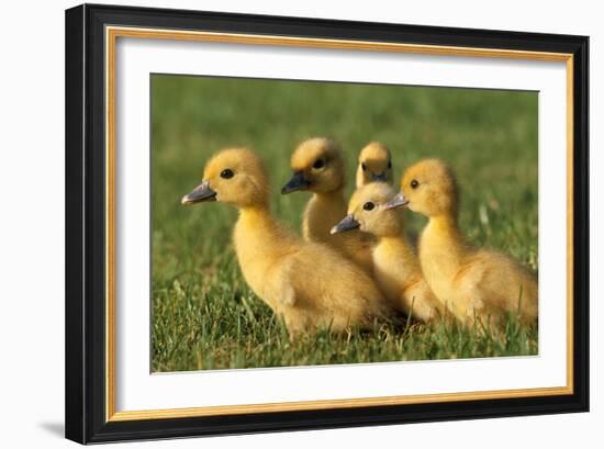 Domestic Ducklings X Five in Grass-null-Framed Photographic Print