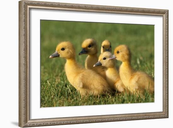 Domestic Ducklings X Five in Grass-null-Framed Photographic Print