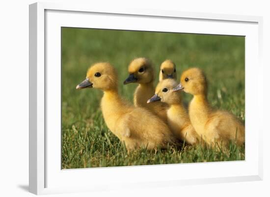 Domestic Ducklings X Five in Grass-null-Framed Photographic Print