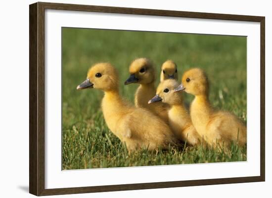 Domestic Ducklings X Five in Grass-null-Framed Photographic Print