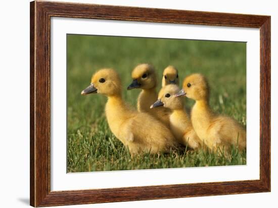 Domestic Ducklings X Five in Grass-null-Framed Photographic Print