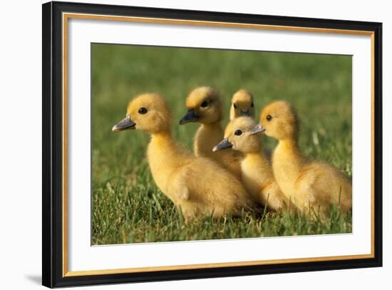 Domestic Ducklings X Five in Grass-null-Framed Photographic Print