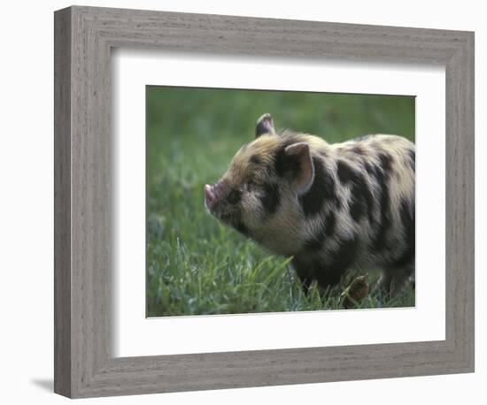 Domestic Farmyard Piglet, South Africa-Stuart Westmoreland-Framed Photographic Print