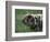 Domestic Farmyard Piglet, South Africa-Stuart Westmoreland-Framed Photographic Print