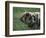 Domestic Farmyard Piglet, South Africa-Stuart Westmoreland-Framed Photographic Print