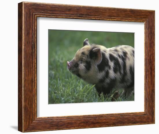 Domestic Farmyard Piglet, South Africa-Stuart Westmoreland-Framed Photographic Print