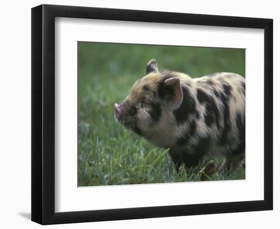 Domestic Farmyard Piglet, South Africa-Stuart Westmoreland-Framed Photographic Print