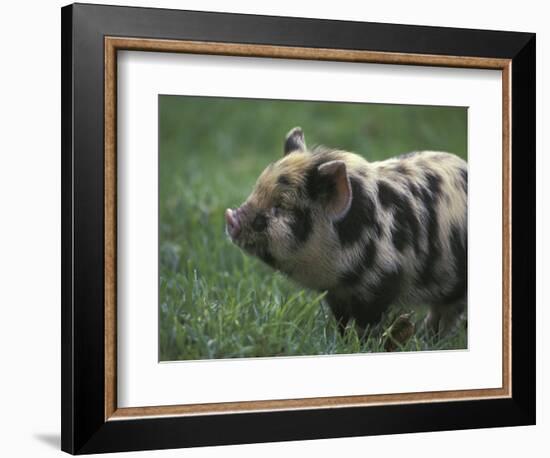 Domestic Farmyard Piglet, South Africa-Stuart Westmoreland-Framed Photographic Print