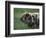 Domestic Farmyard Piglet, South Africa-Stuart Westmoreland-Framed Photographic Print