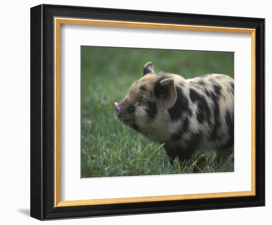 Domestic Farmyard Piglet, South Africa-Stuart Westmoreland-Framed Photographic Print