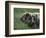 Domestic Farmyard Piglet, South Africa-Stuart Westmoreland-Framed Photographic Print