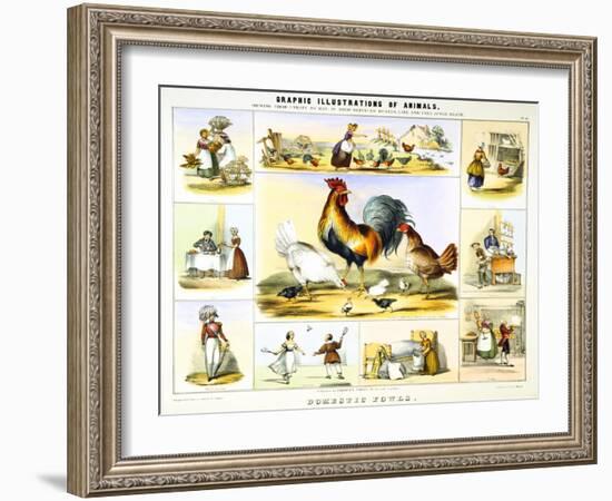 Domestic Fowl, C1850-Benjamin Waterhouse Hawkins-Framed Giclee Print