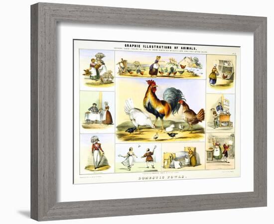 Domestic Fowl, C1850-Benjamin Waterhouse Hawkins-Framed Giclee Print