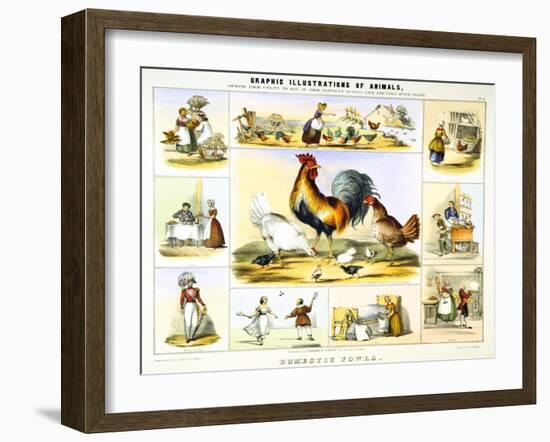 Domestic Fowl, C1850-Benjamin Waterhouse Hawkins-Framed Giclee Print