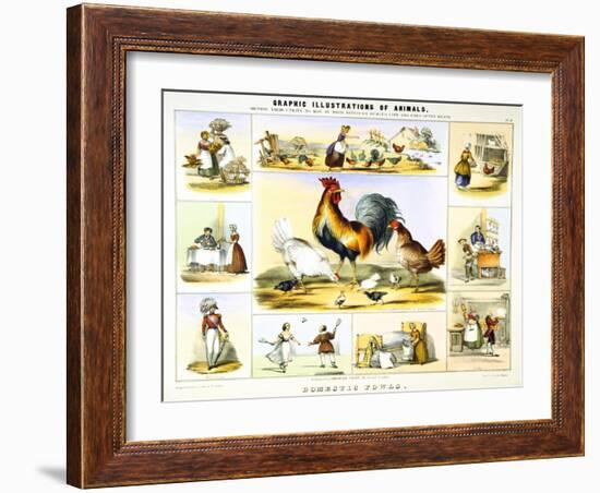 Domestic Fowl, C1850-Benjamin Waterhouse Hawkins-Framed Giclee Print