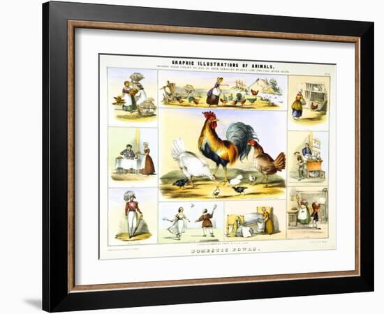 Domestic Fowl, C1850-Benjamin Waterhouse Hawkins-Framed Giclee Print