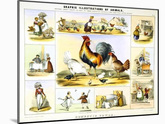 Domestic Fowl, C1850-Benjamin Waterhouse Hawkins-Mounted Giclee Print