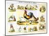 Domestic Fowl, C1850-Benjamin Waterhouse Hawkins-Mounted Giclee Print